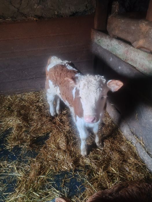 Продам двух бычков