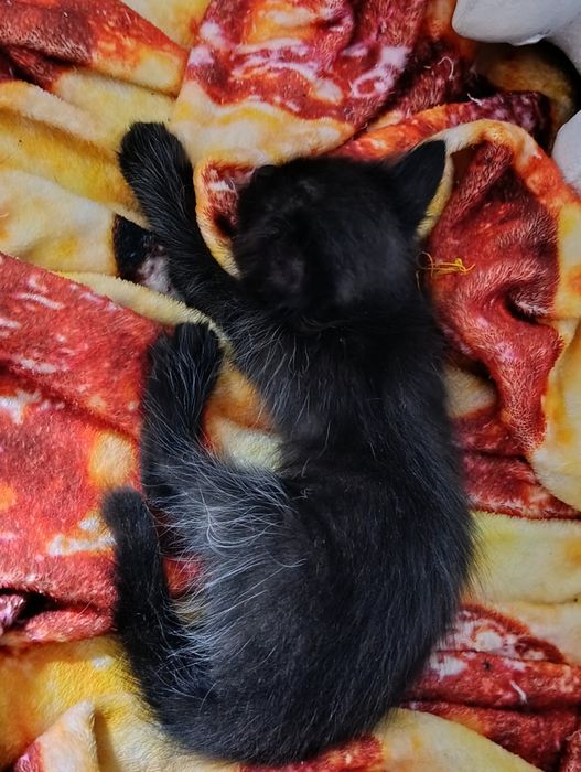 Котята! Бесплатно