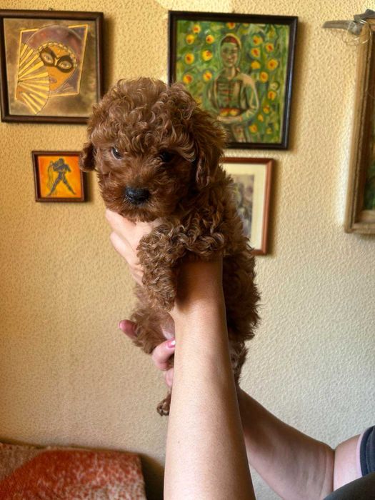 Той пудел - мини