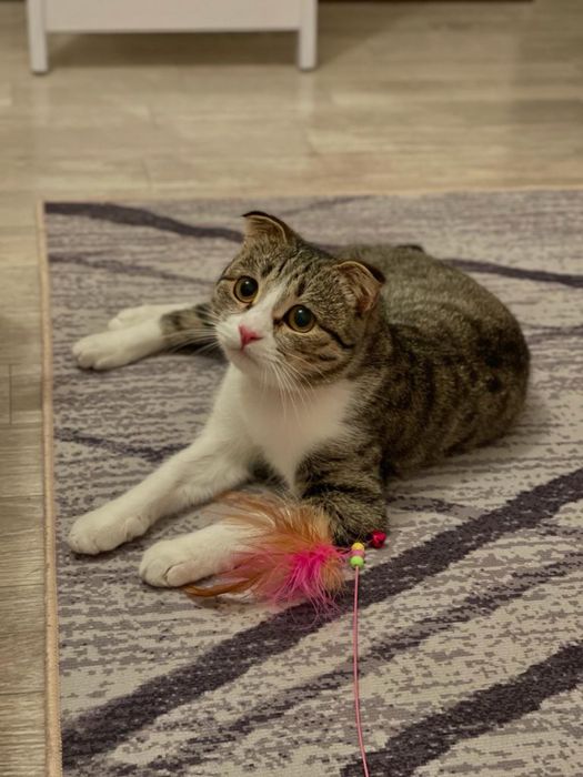 Потерялась кошка.