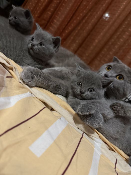 Чистокръвни шотландски котенца