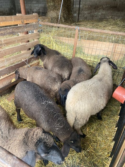 Vând miei   rasa carabaș