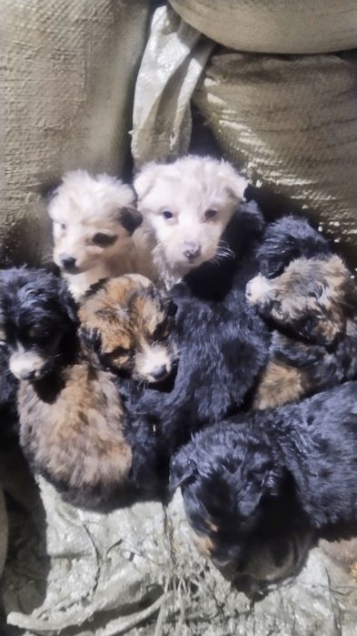 Щенки бесплатно .