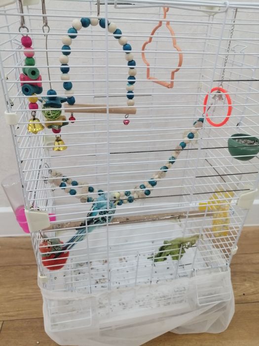 Продам попугая с клеткой