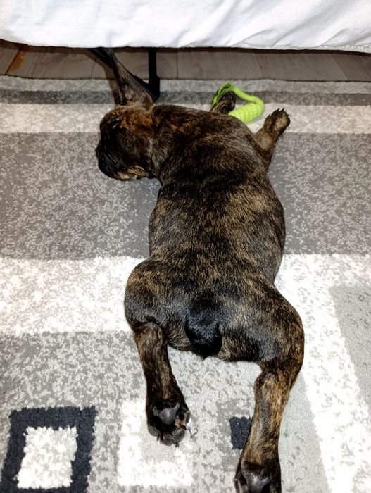 Шикарные щенки французский бульдог