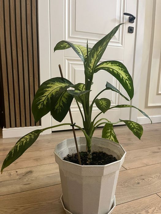 Цветы в хорошем состоянии