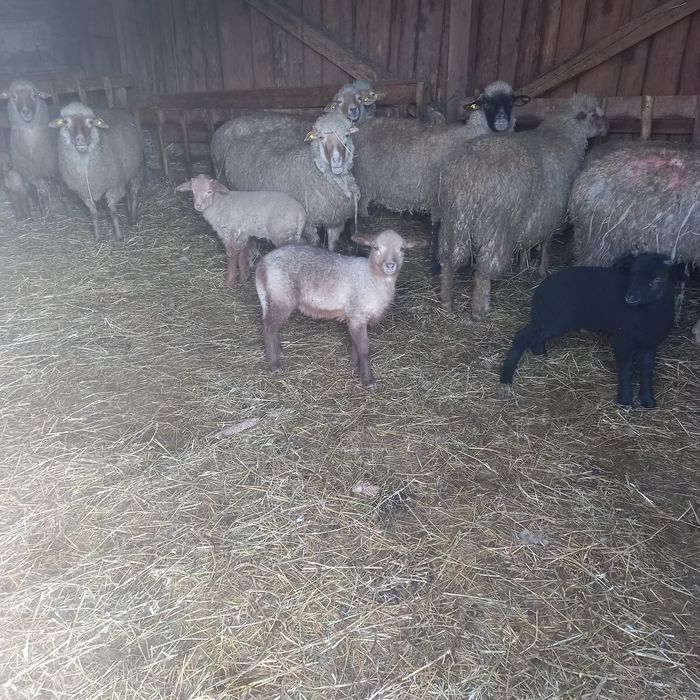 Oi cu miei de vanzare