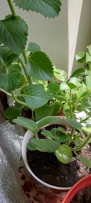 Комнатные  домашние цветы