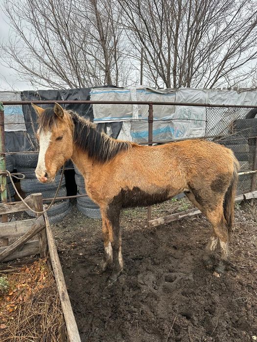 В продаже лошади