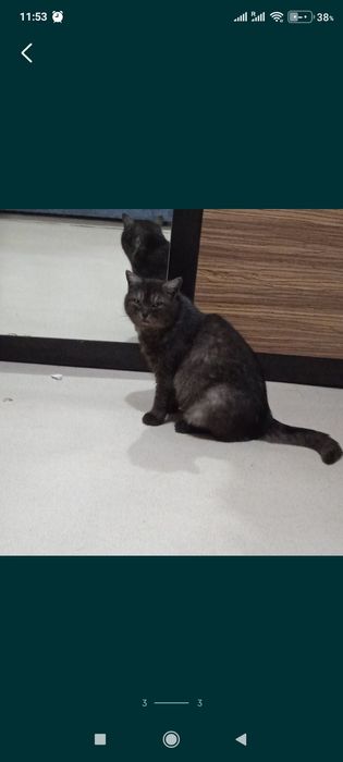 Кошку в добрые руки