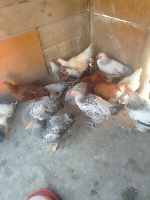 Cocoși de tara de vânzare