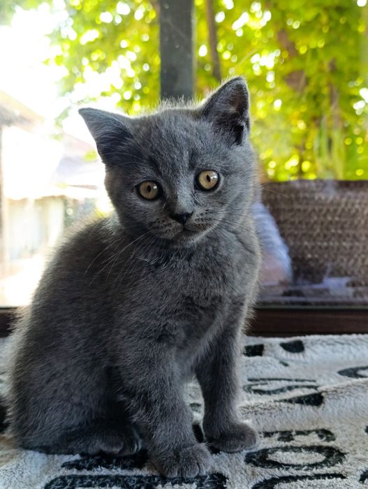Băiețel British shorthair