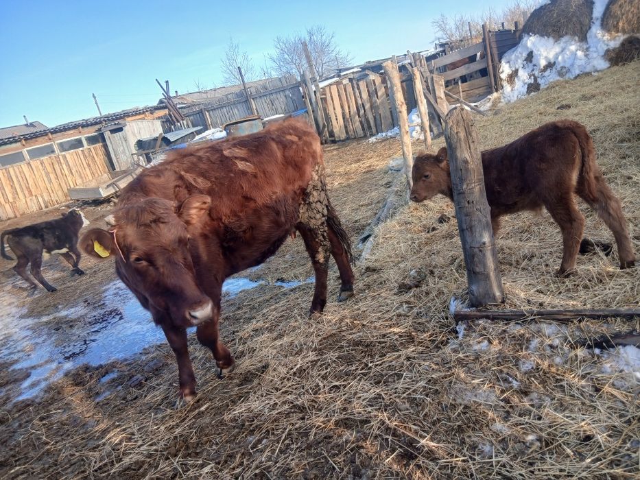 Продам первотелку с теленком срочно