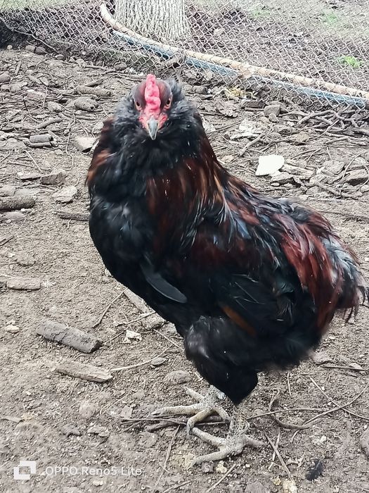 Vând cocosi araucana și american pitic