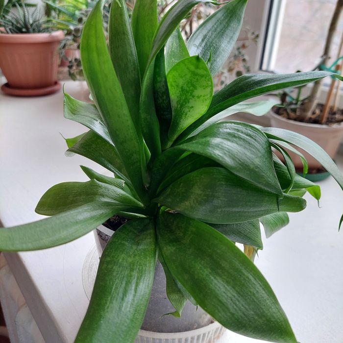 Продам сансивьерию