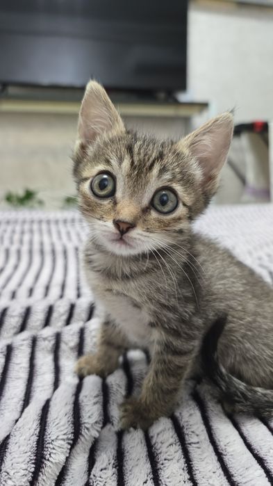 Отдам котенка девочка