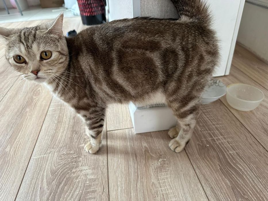 Отдам кошку даром