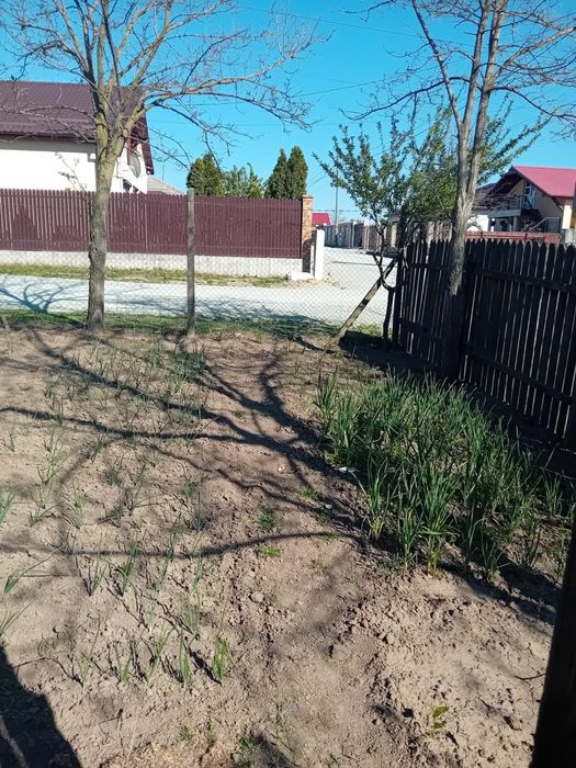 Teren intravilan 1000mp, Dorobantu , Comuna Nicolae Balcescu