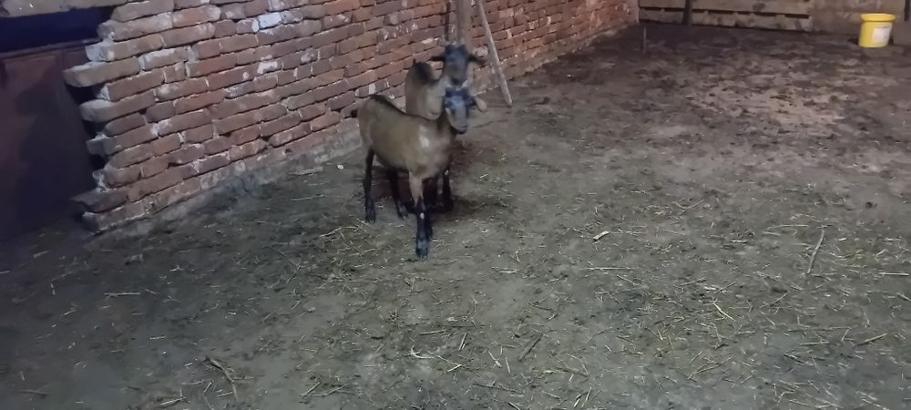 Vand  două ieduțe alpin francez