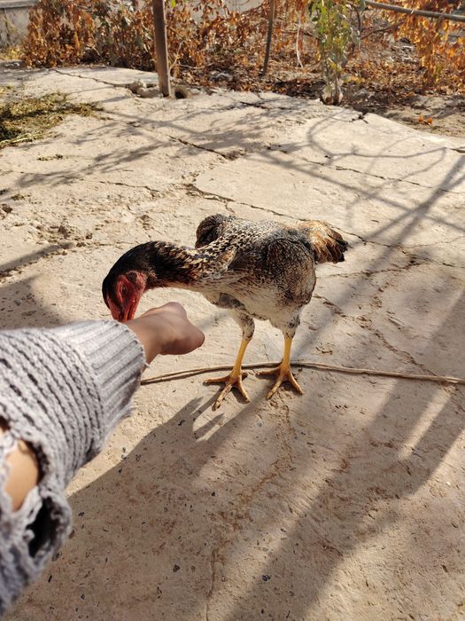 Assalomu alaykum. Dakan tovuq sotildi. Girachi tovuq bo'lishi 50$.Kkkk