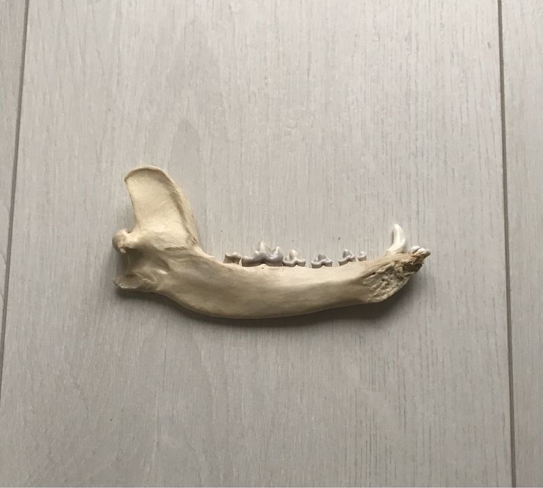 Mabdibulă de colecție/decor