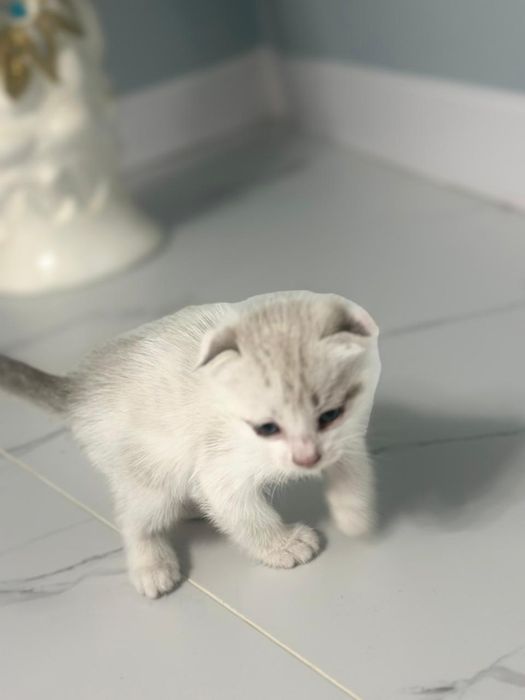 Вислоухая шотландская девочка 1.5 месяца