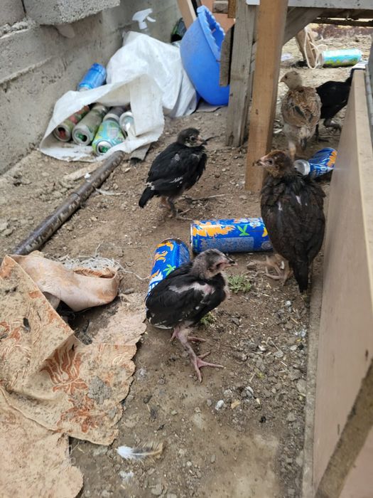 Сатамын шожелер 4 шт 16000