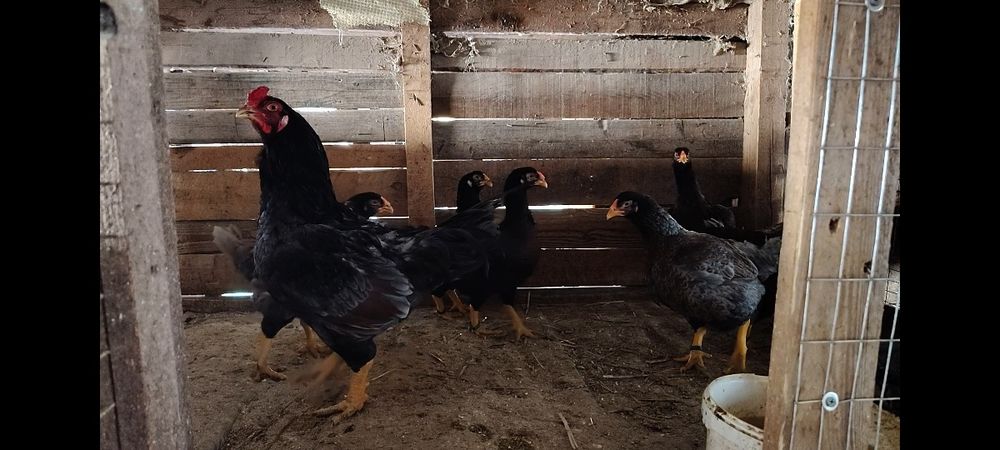 Oua pentru incubat Combatant Indian