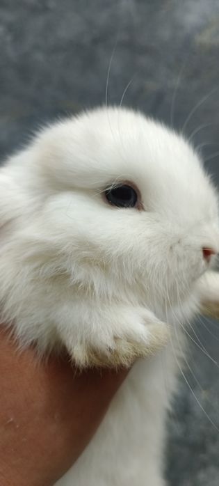 Дикаративный карликовый кролики