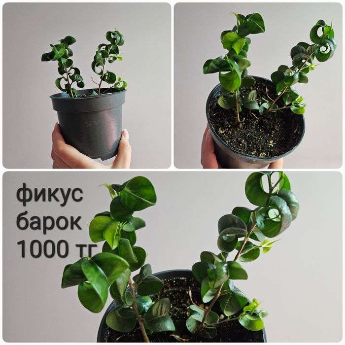 Фикус али, барок, дельтовидный