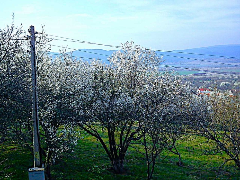 Парцел в село Зелениград, Община Трън