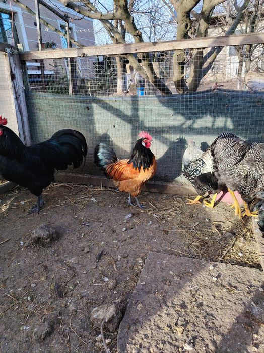 Cocosi din anul 2025