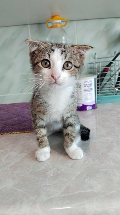 Продам вислоухого котёнка