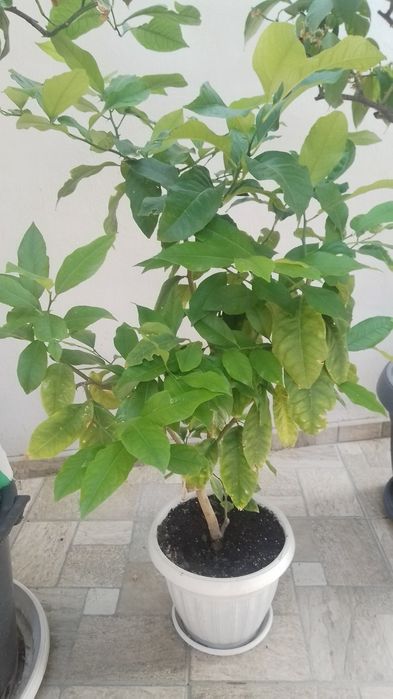 Палми Вашингтония и лимони