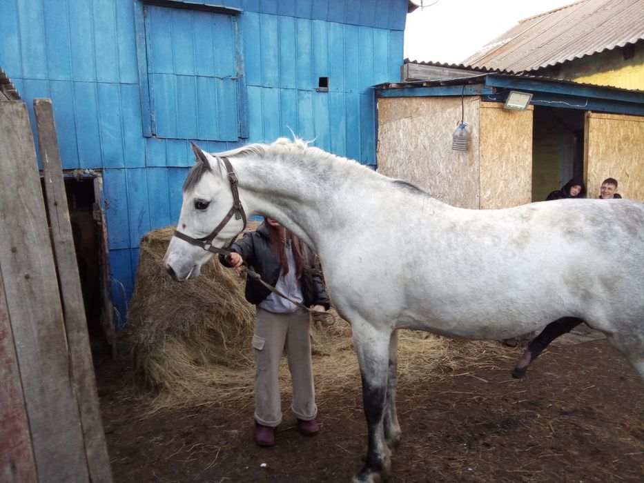 Продам Орловского жеребца