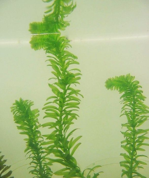Plante acvariu rezistente