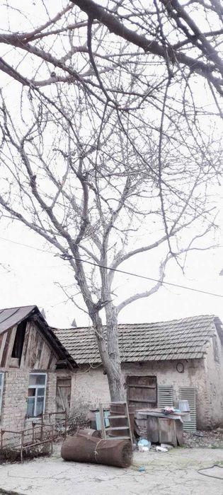 Продам деревья ореха