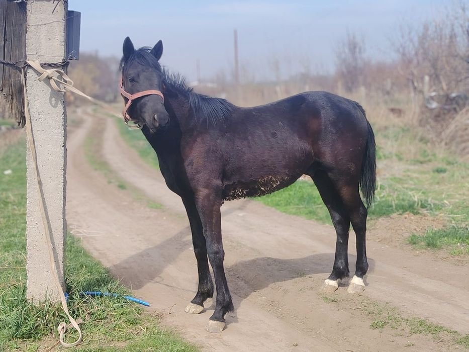 Продам кунанчика