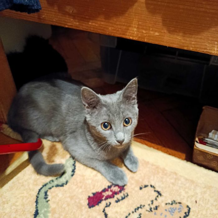 Подарявам малко котенце