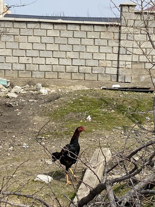 Бойцовый тауықтар дакан қораз