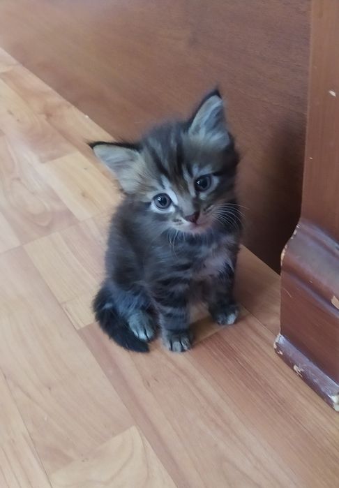 Отдам котят в хорошие руки