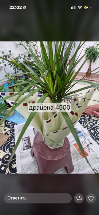 Домашние цветы пересаженный