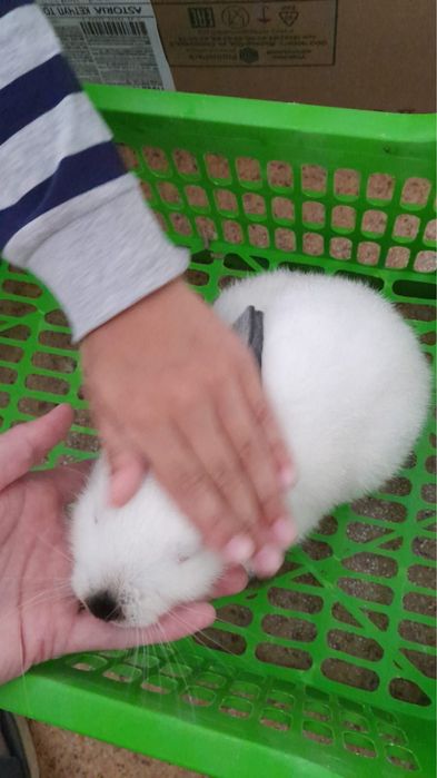 Зайчик коян сатылады