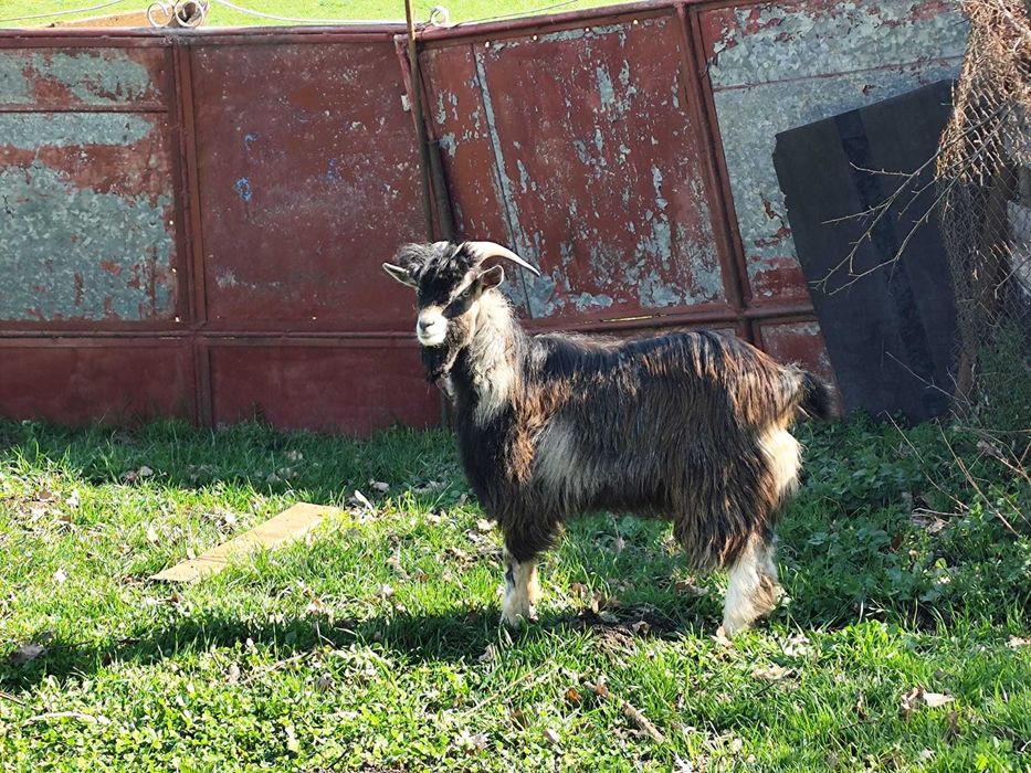 Vând capre si un țap