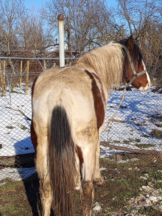 Продава се мъжки жребец.