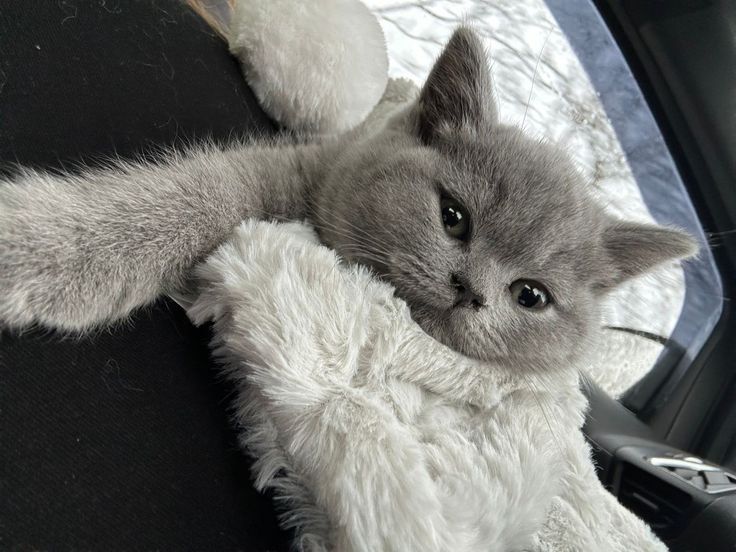 Продам британских котят