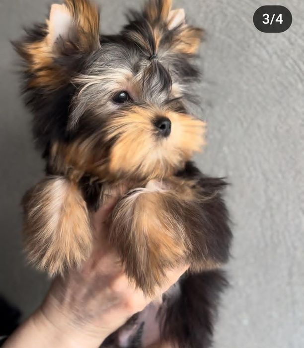 Йоркширский тельер щенки