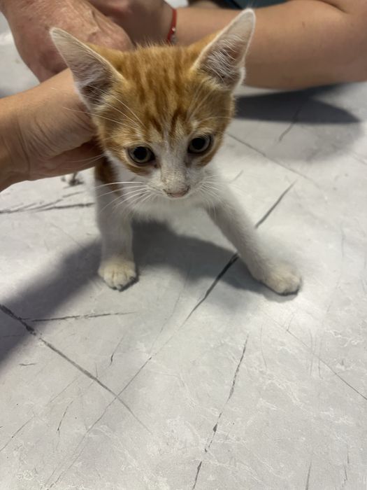 Две малки котенца търсят дом в Русе