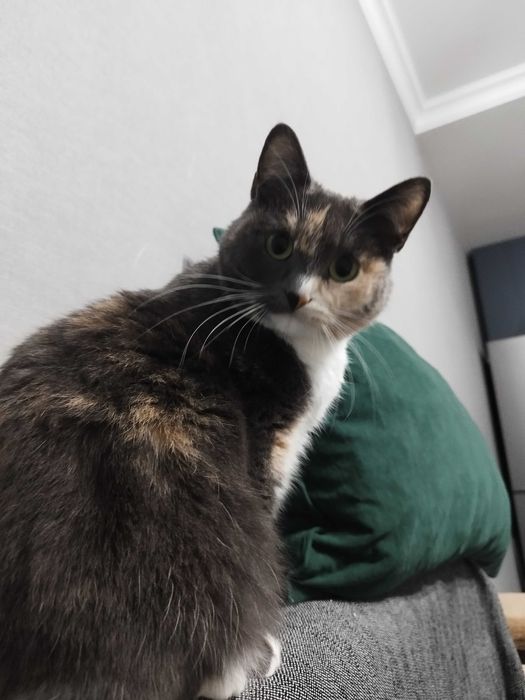 Отдам кошку в хорошие руки