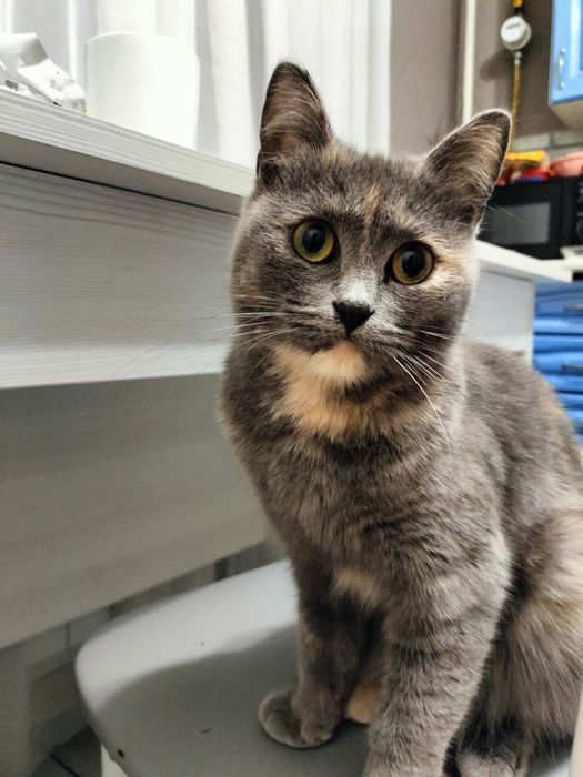 Кошечка маленькая ищет дом